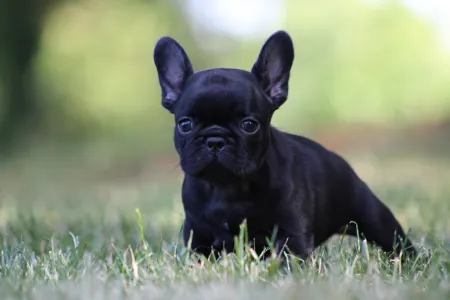 French Bulldog - Bagira