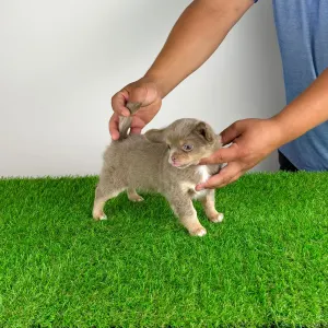 Chihuahua - Hella
