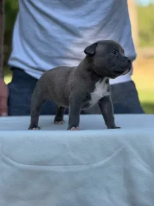 American Bully - Pocket - Rocky