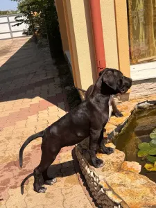 Cane Corso - Tatjana