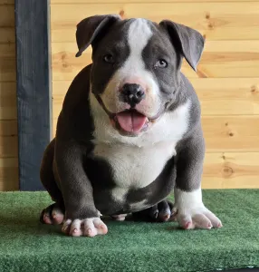 American Bully - Pocket - Bbb