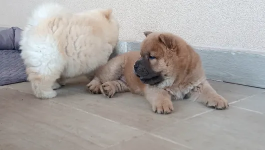 Chow Chow - La Casa De Chow Klaudius