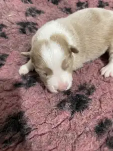Border Collie - Bueno/lila Sable Merle Szuka