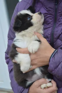 Border Collie - Milano
