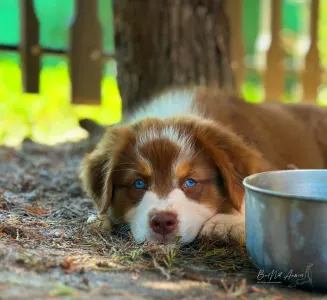 Australian Shepherd - Budnat Aussies Hey Halo Glo