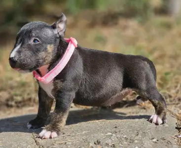 Miniatűr bullterrier - Paula 