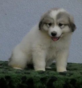 Pyrenean Mountain Dog - Candybelldream Eper
