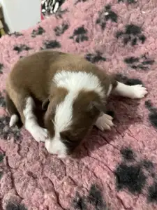 Border Collie - Milka/ Chocolate Sable Szuka
