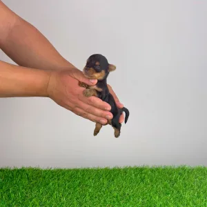 Yorkshire Terrier - Volt