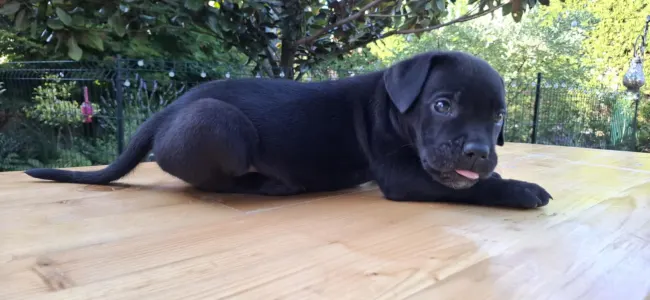 Cane Corso - Buster