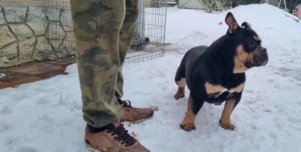 American Bully - Pocket - Bagira