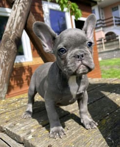 Francia bulldog - Timon