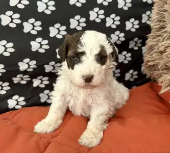 Lagotto Romagnolo - Calamiti Jane