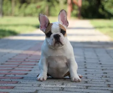 Bouledogue français - Xiara