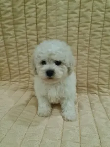 Bichon frisé - Eliot