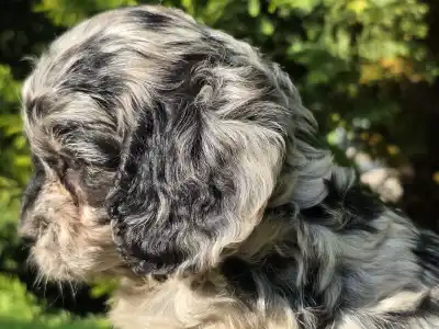 Cavapoo - Merida