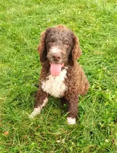 Lagotto Romanjolo - Aky