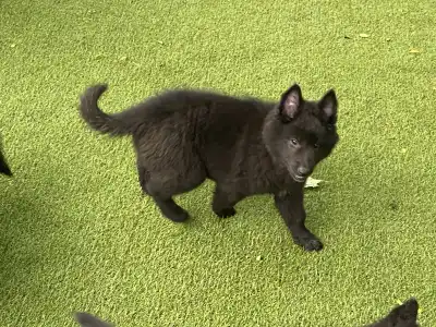 Malinois - Gerőcsvári Fiby
