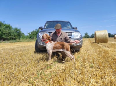 Bracco Italiano - Alberto