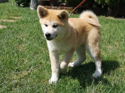 Akita Inu - Izumi Yanagi No Tani