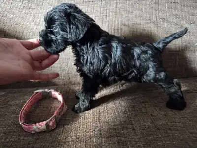 Miniature Schnauzer - Black Hiara