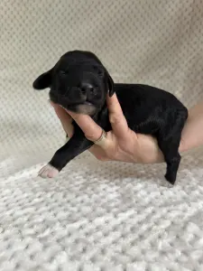 Portugalský vodní pes - Byron