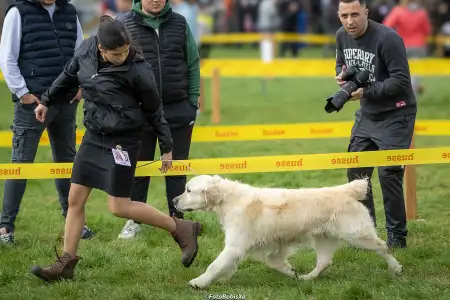 Golden Retriever - Gogas Pride