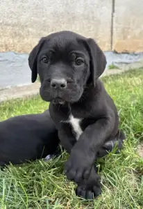 Cane Corso Italiano - Briana