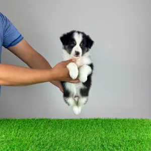 Australian Shepherd - Ventor