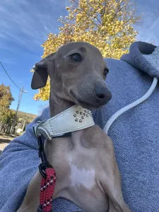 Italienisches Windspiel - Vedetta