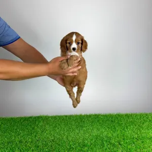 Cavalier King Charles Spaniel - Wendelin