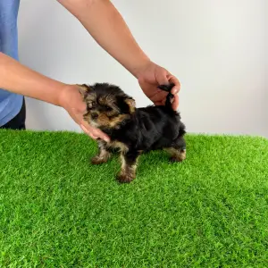 Yorkshire Terrier - Riffraff