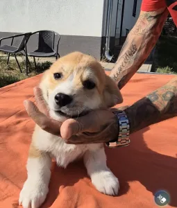 Welsh Corgi Pembroke - Boni