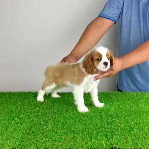 Cavalier King Charles spániel - Orbin