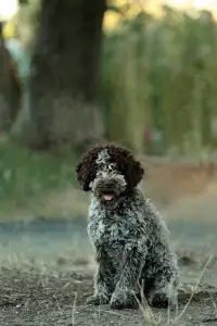 Лаготто-романьоло - Stelle Del Lagotto Amore Alwin Berger