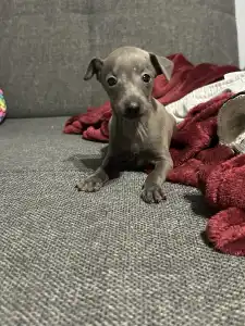 Piccolo Levriero Italiano - Zosimo