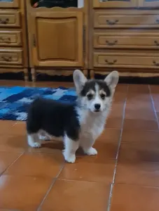 Welsh Corgi Pembroke - Dexter