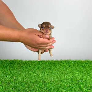 Chihuahua - Gaby