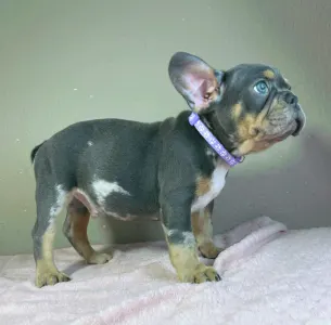 Buldog francuski - Greg
