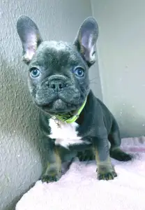 Francia bulldog - Logan