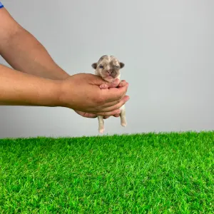 Chihuahua - Karos