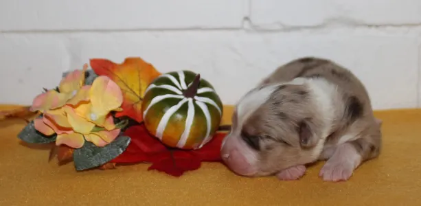 Miniatur amerikanischer Schäferhund - Dream Love