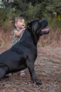 Cane Corso Italiano - Miora Frenchie Bulldog Kennel