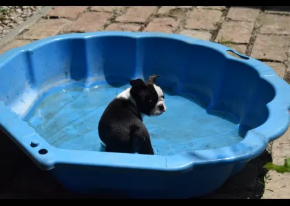 Boston Terrier - Gina