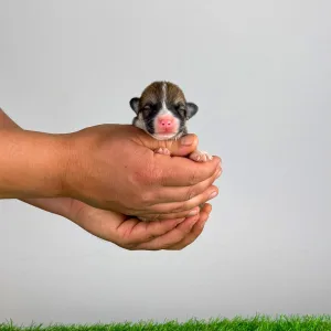 Welsh Corgi Pembroke - Zenon