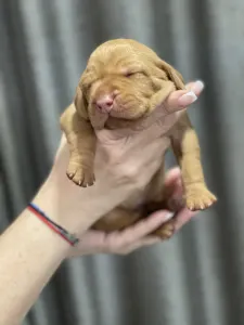 Hungarian Short-haired Vizsla - Vidual Alfonz