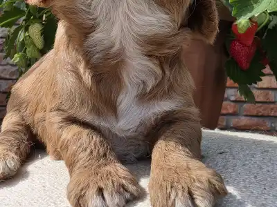 Cavapoo - Málna