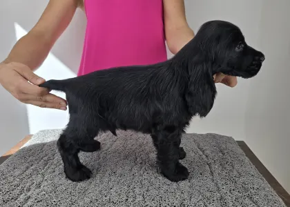 Английский кокер-спаниель - Silent Knight