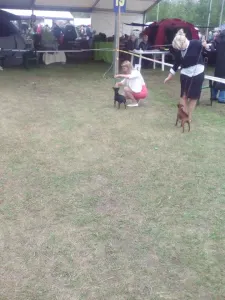 Kavapoo - Pinsch-bull Kennel
