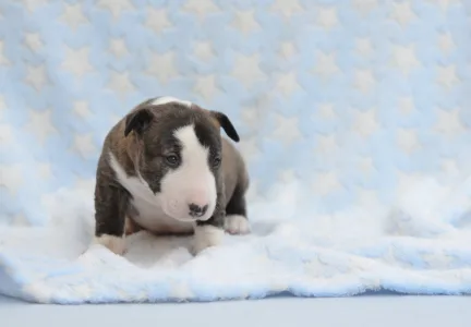 Miniatűr bullterrier - Nathan